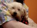 Marquette County Humane Society-Lily