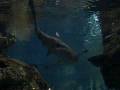 videos de Mandalay Bay Shark Reef