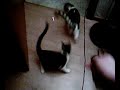 Cute Cat Cam 7 Cute Cat Cam 7