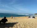 videos de Beach bum dog stealing a ball
