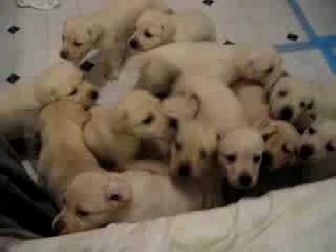 Very cute white lab puppies
