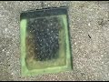 From Vermonter.com: Buried Alive in Vermont?