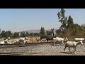 Ocotlan, Jalisco...mas de 150 Chivas...