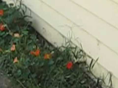 how to get rid skunks