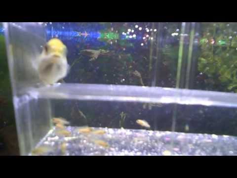 Electric Yellow Lab African Cichlid Release Fry