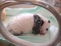 Panda Baby