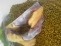 Ugliest fish in the world? Ugliest fish in the world?