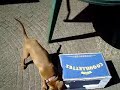 Duitse pinscher