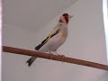 Darrrrek - carduelis major WITKOP MUTATION male