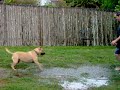 Puddle Honey