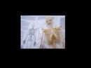 videos de Forensic Science
