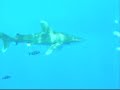 Oceanic White Tip Shark, Close Encounters