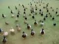 Ducks march - Funny Animals - Ducks Attack