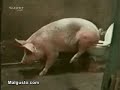 Já viste tudo?