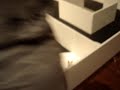 V�deo Myrtle could not blow out candle