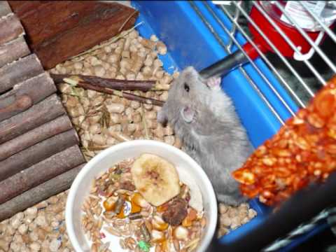 Mój chomik chomik