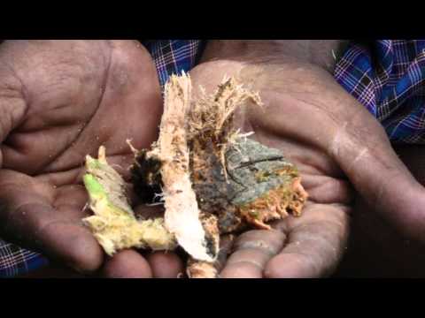 how to relieve otorrhoea