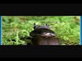 BULKOFU - The Amazon Brown Beetle Song.