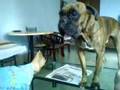 my Jockie ( Boxcer Dog ) talking