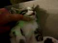 Sleepy Kitty