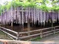 A wisteria trellis in Byodoin-Temple A wisteria trellis in Byodoin-Temple