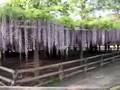 A wisteria trellis in Byodoin-Temple
