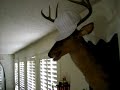 Buck the Deer doing T.I.P