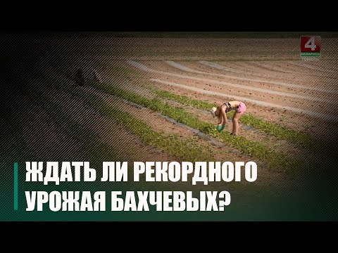 З 20 сотак да 6 га. у Гомельскім раёне Ігар Грынько 8 гадоў вырошчвае кавуны видео