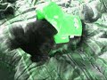 Doggy Dancing