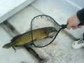 Fisketur i Värmland! (catch and release!) Fisketur i Värmland! (catch and release!)