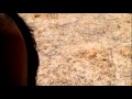 Veterinary Acupuncture for Horses , Dr.Prathmesh Deshmukh , India