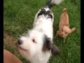 Dog Eat Dog