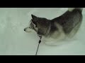 Paper Husky jumping in a thick snow! Super Cute! Mt. Seymour