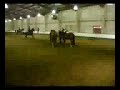 Buckskin Training #1