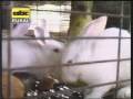 Cuidados de conejos
