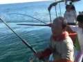 Action MAGURO thunnus beni