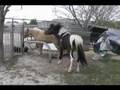 Phantom Storm 2007 World Grand Champ