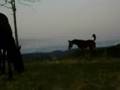 puledro arabo Artax corse