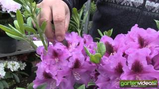 #1140 Rhododendron Hybride Rasputin 