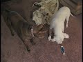 Dogs can be Jerks Dogs can be Jerks