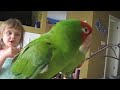 Cherry Head Conures  Monty and Sonoma-music by Eels