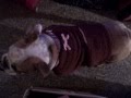 Lesure Lucy.. English Bulldog Ruling the Roost