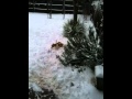 Pups in the snow