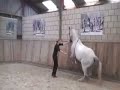 Levade - Maestro