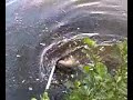 Dikkarp