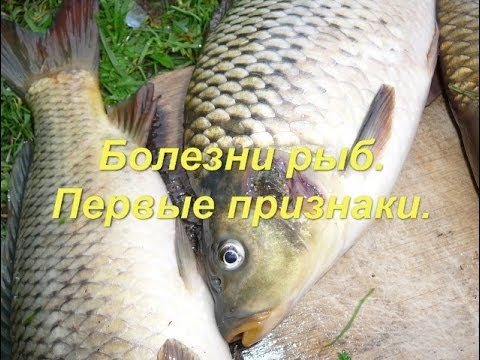 YouTube Трейлер