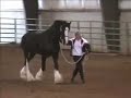 Clydesdale stallion, draft stallion. sport horse stallion Am Clydesdale stallion, draft stallion. sport horse stallion Am