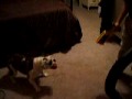 bam gets shot
