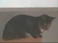 videos de Cat on the Door