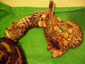 gatitos